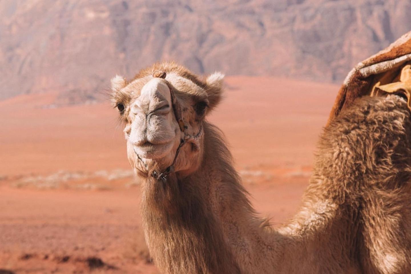 Hidden Wadi Rum Camp Exterior photo